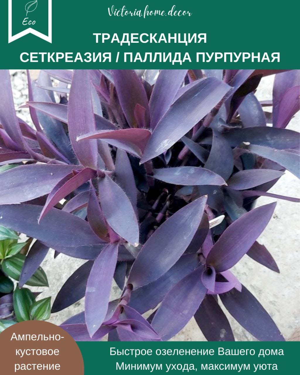 Традесканция Setcreasea-Pallida Purpurea / Сеткреазия-Паллида пурпурная — фото 2
