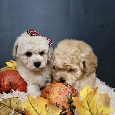 Щенки мальтипу, очаровательные малыши — фото 5