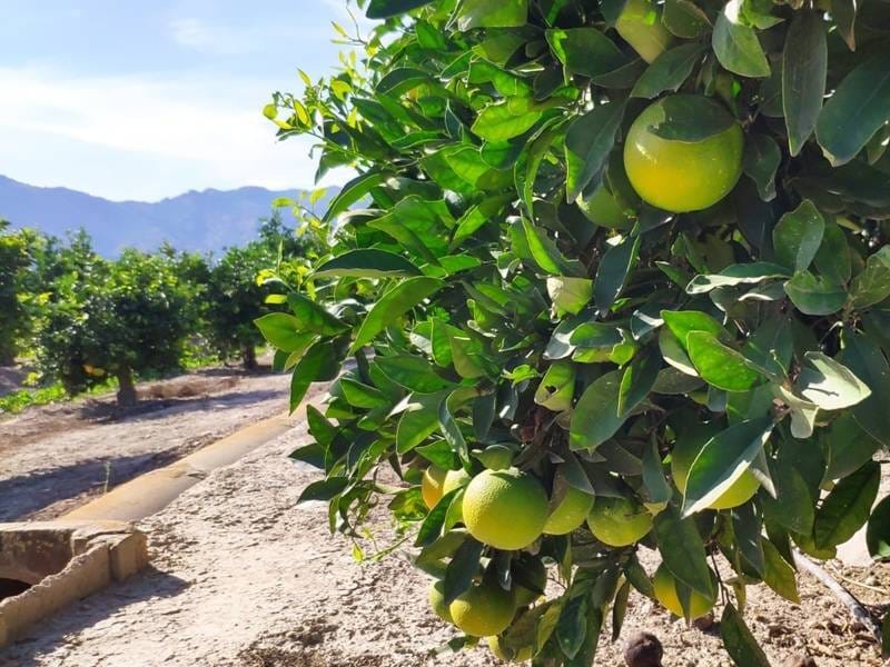 ПЛАНТАЦИЯ ЦИТРУСОВЫХ В ИСПАНИИ — фото 3