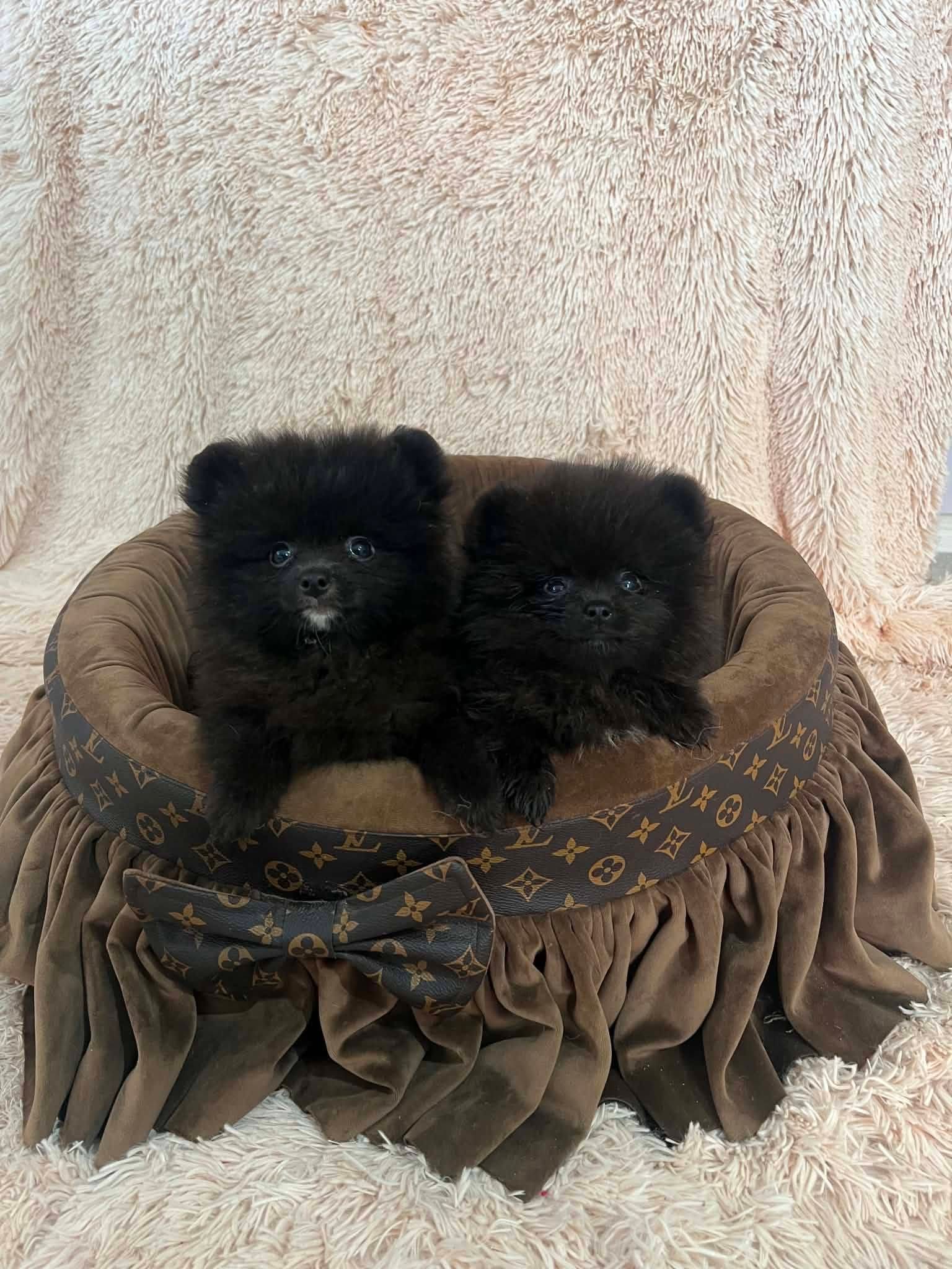 Померанские шпицы высшего качества — фото 6