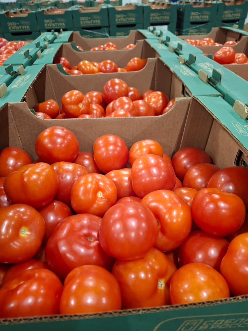 Томат среднеплодный круглый красный — фото 6