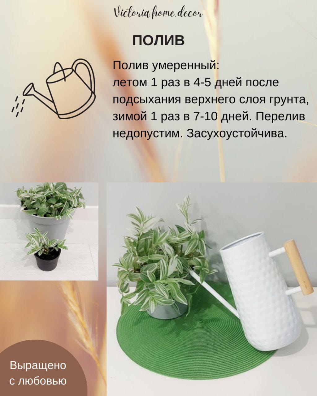 Традесканция Albiflora Albovittata /Альбифлора Альбовиттата — фото 9