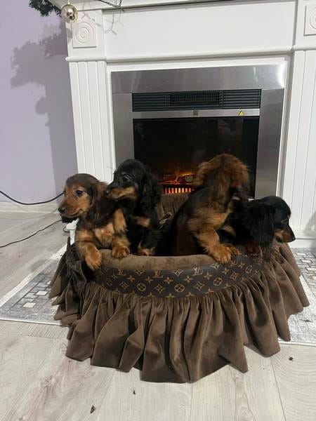 Щенки длинношерстной карликовой таксы — фото 2