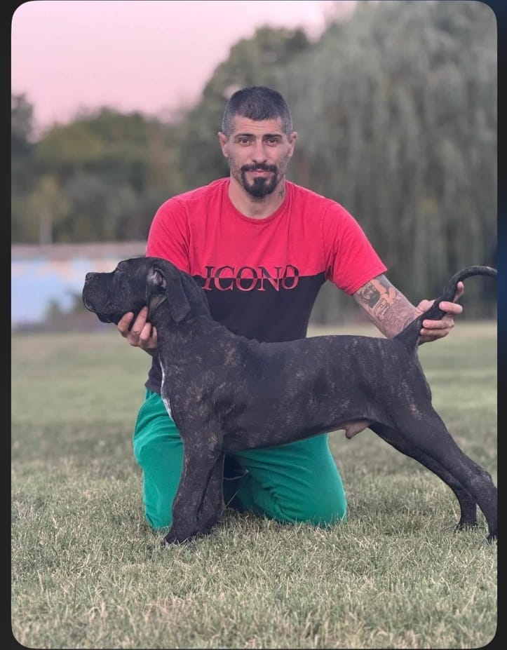 Щенки кане-корсо — фото 4