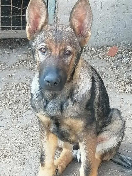 Кученца от немска овчарка — фото 5