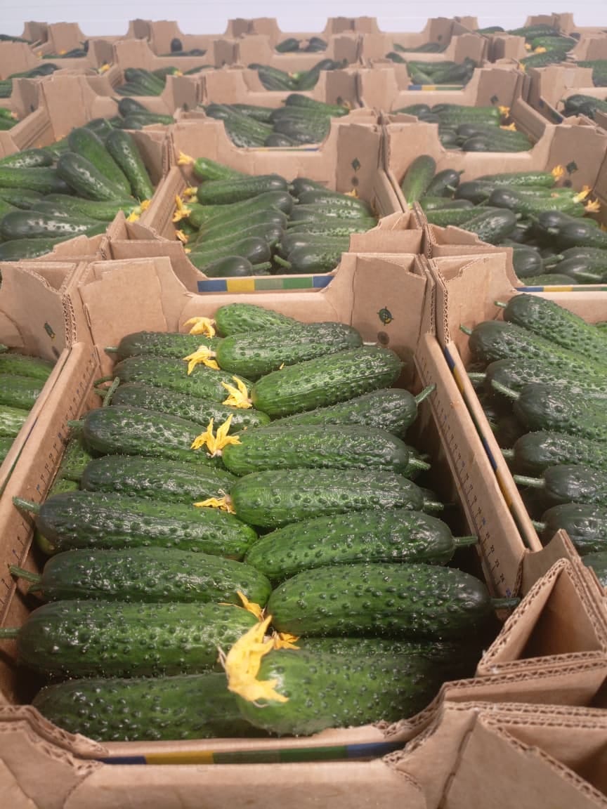 Огурец тепличный колючий короткоплодный Валигора — фото 3