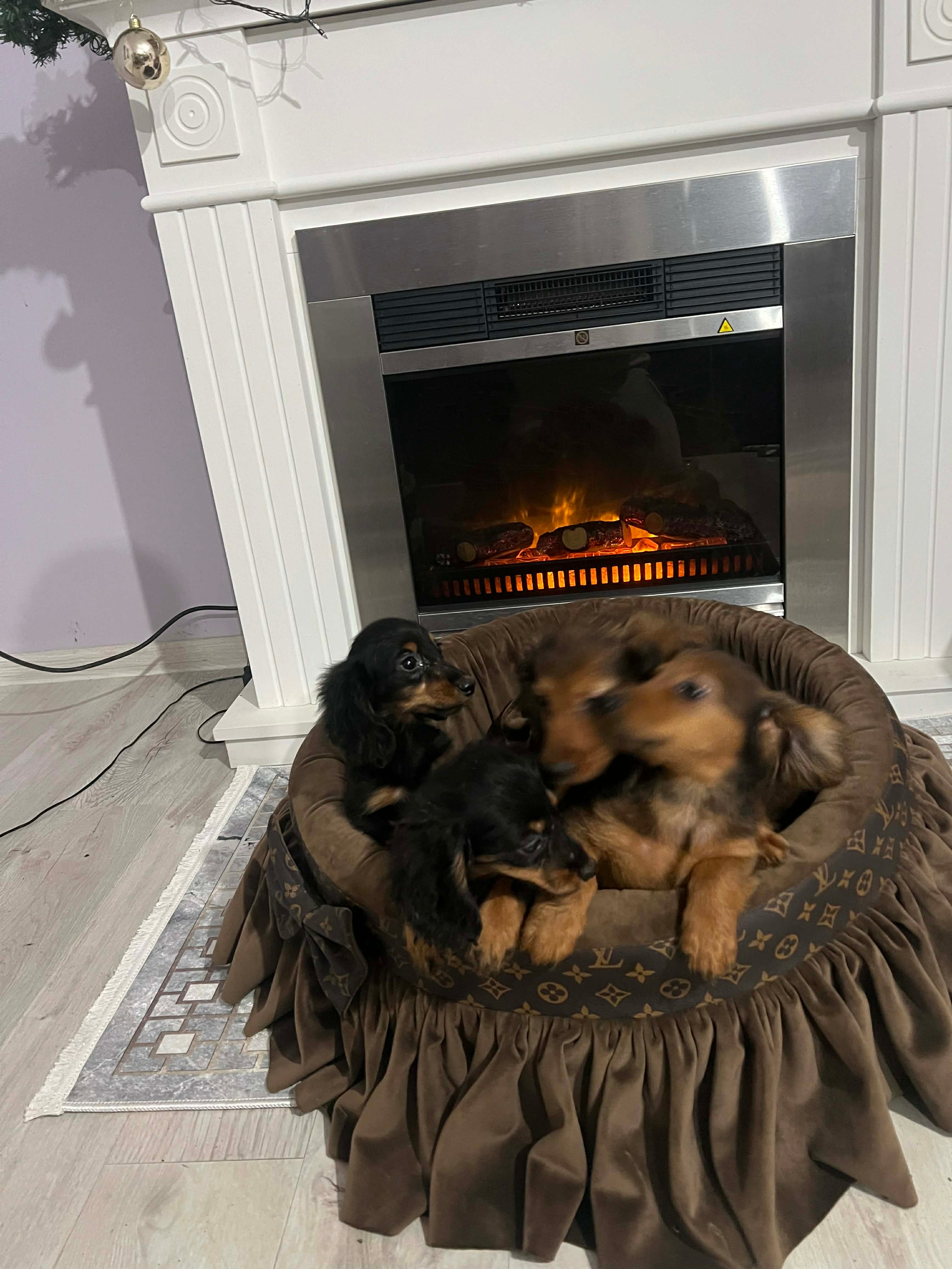 Щенки длинношерстной карликовой таксы — фото 7