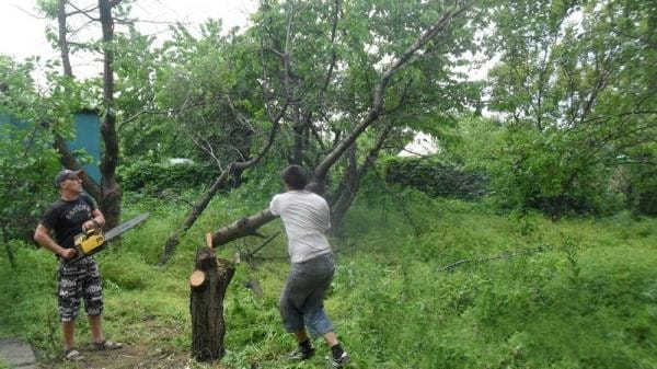 Валка деревьев,  корчевание пней,  уборка.  Донецк . ДНР — фото 2
