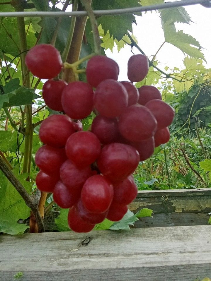 Продам саженцы винограда — фото 3
