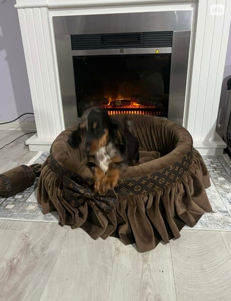 Карликовая длинношерстная такса, мерле, самка — фото 2