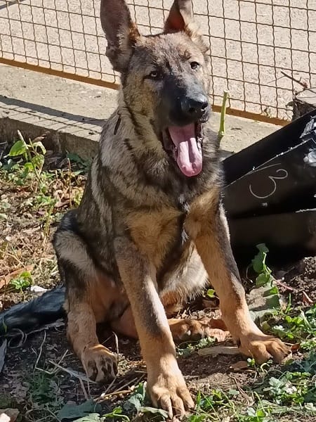 Кученца от немска овчарка