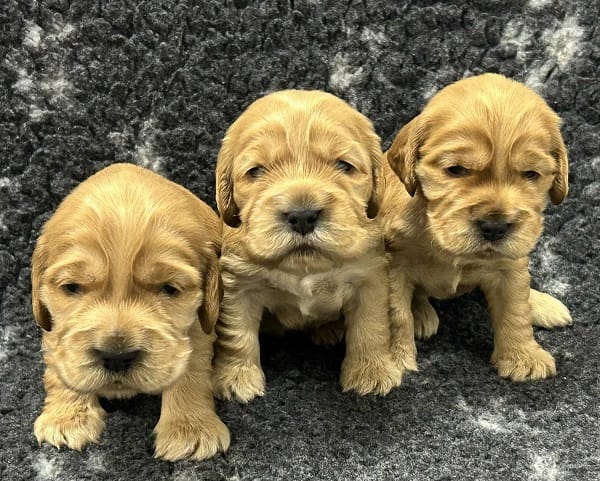 Щенки английского кокер-спаниеля — фото 5