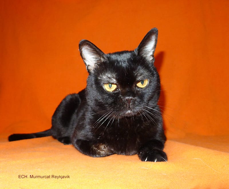 Бомбейские котята — фото 7