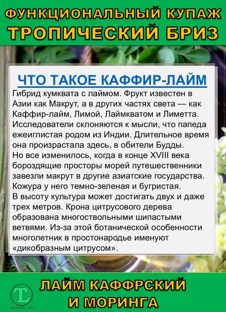 Функциональный купаж Тропический Бриз. Моринга и Каффрский лайм — фото 4