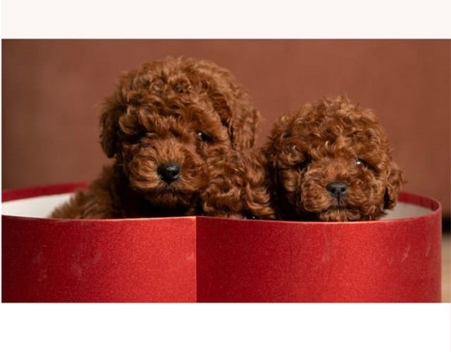 Красные карликовые и той-пудели — фото 3