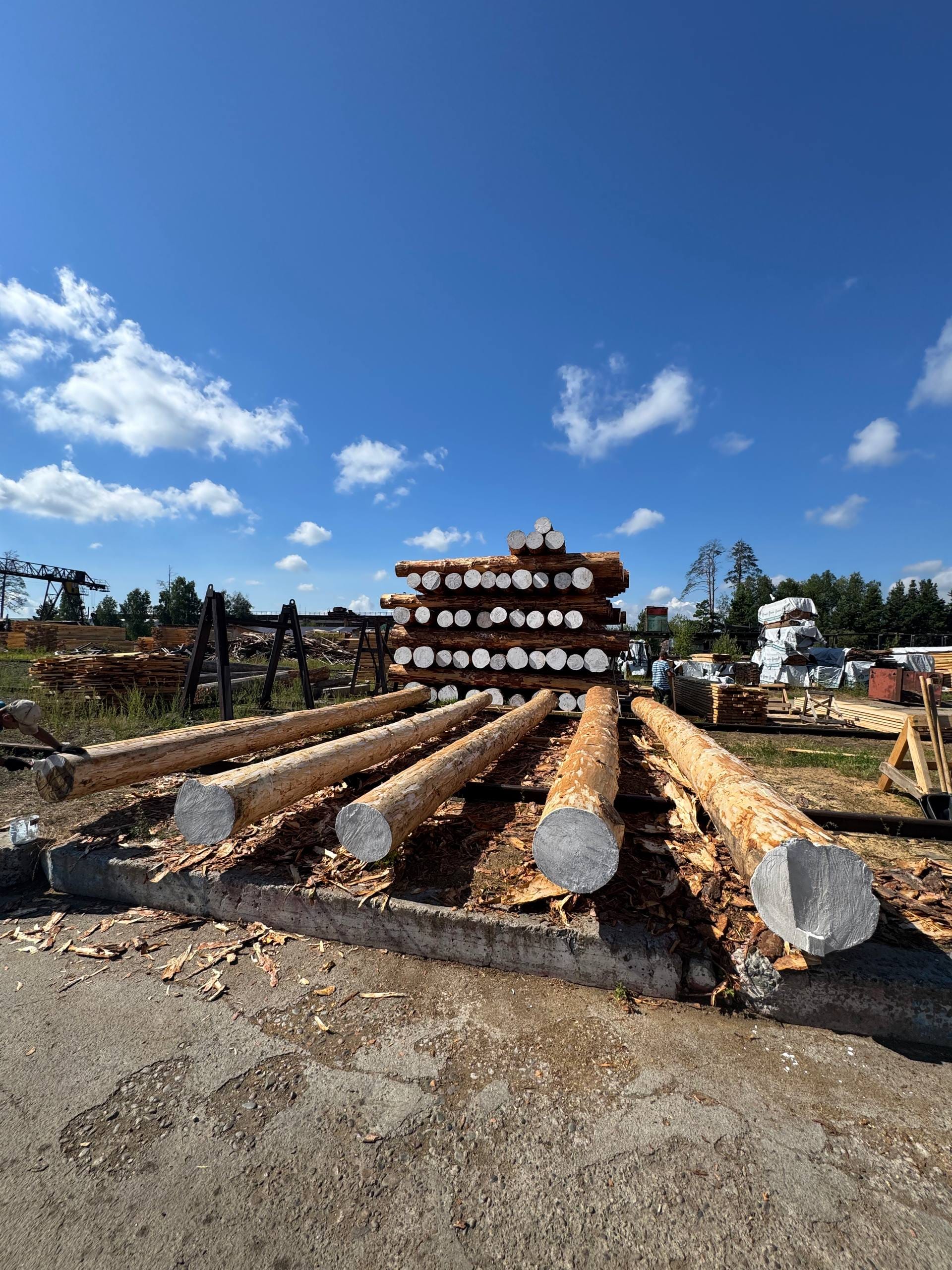 Кедр, лиственница окоренные 40-44см, Лесосибирск.