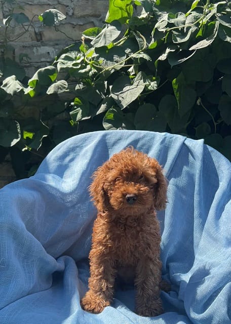 Той-пудели красного, абрикосового и чёрного окраса