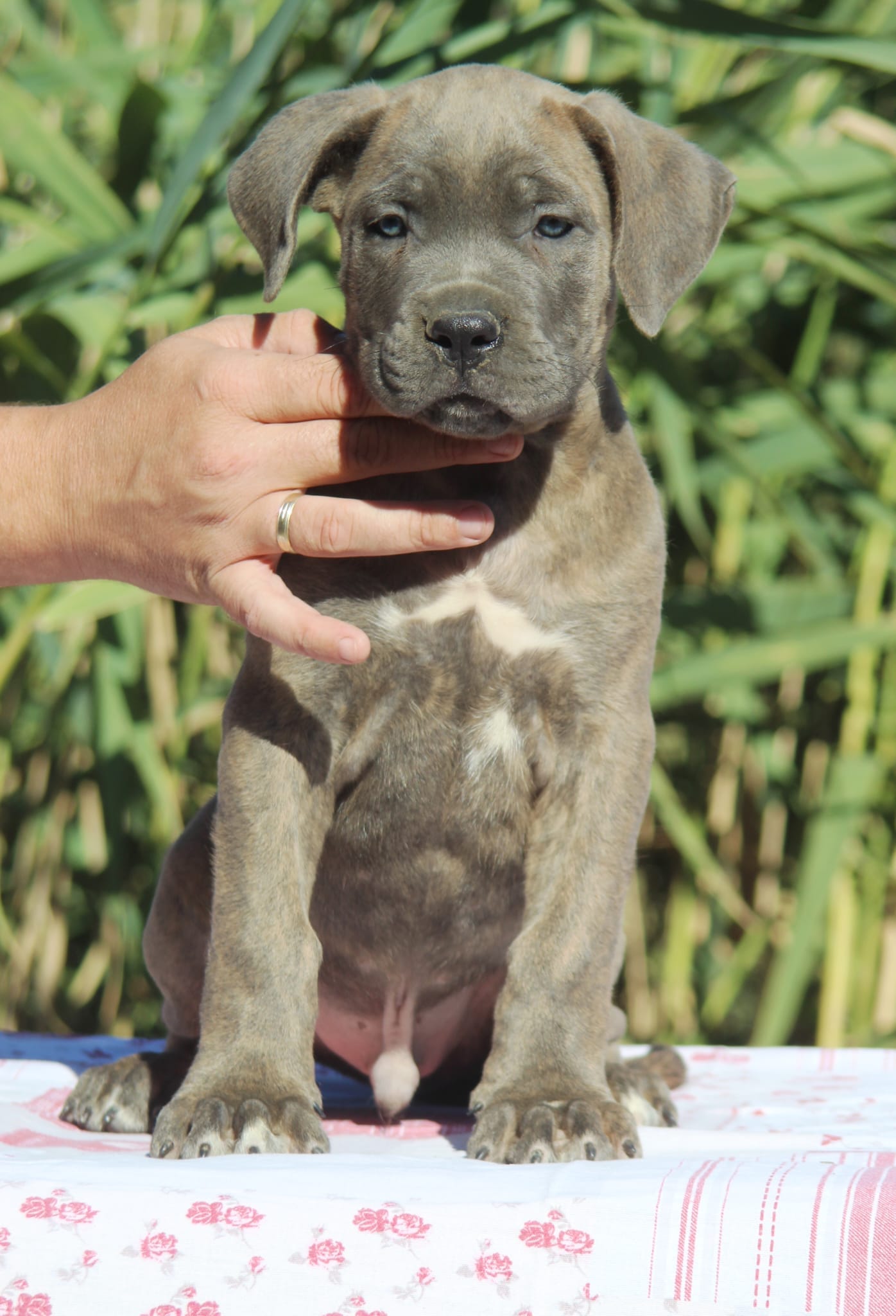 Щенки кане-корсо — фото 5