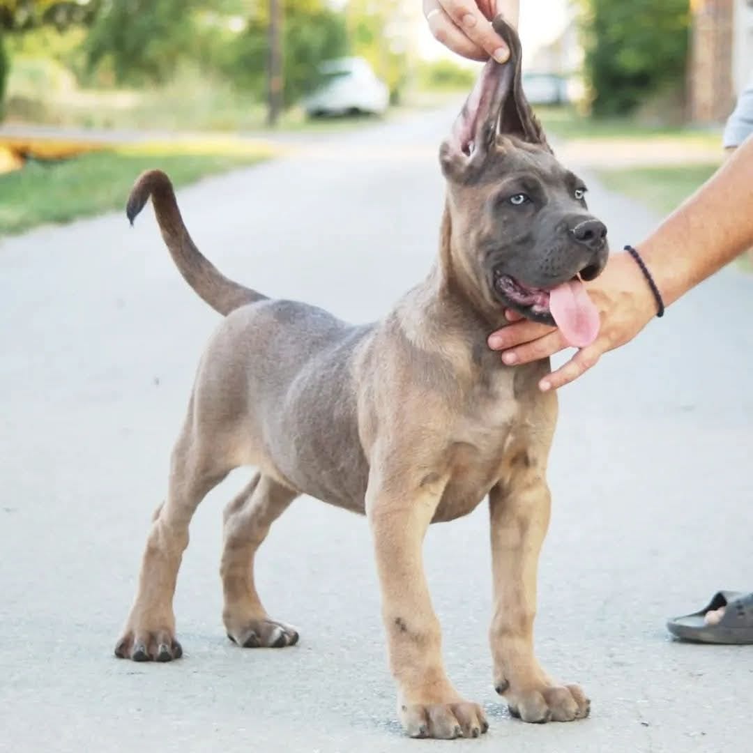 Щенки кане корсо на продажу — фото 5