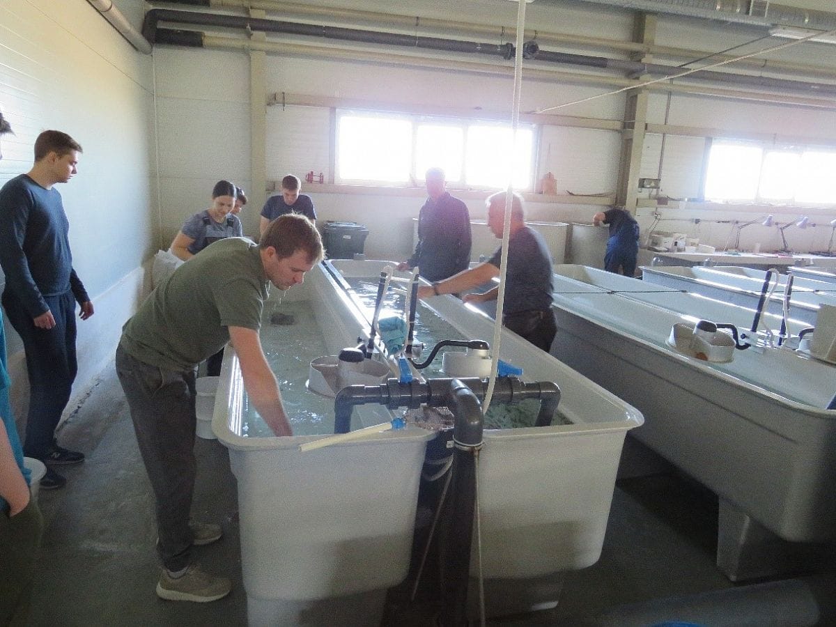 Лотки (бассейны прямоугольного типа)  для подращивания и разведения рыбы