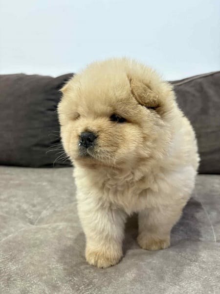 Чистокровные щенки чау-чау — фото 9