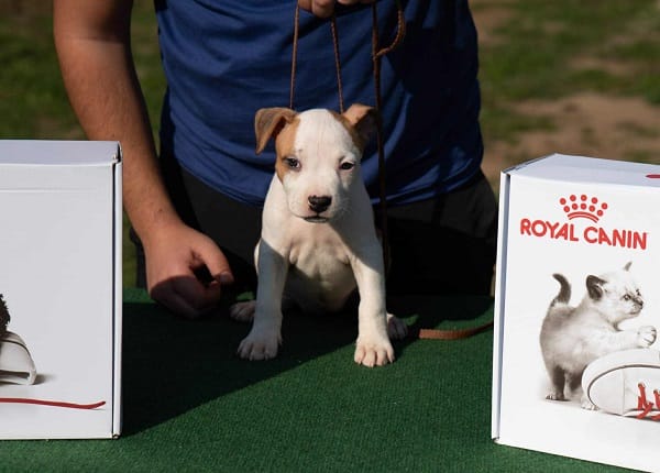 Американский стаффордширский терьер, щенки высшего качества — фото 6