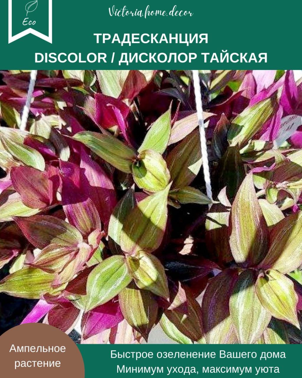 Традесканция Zebrina Disсоlоr Thailand/Зебрина Дисколор тайская — фото 2