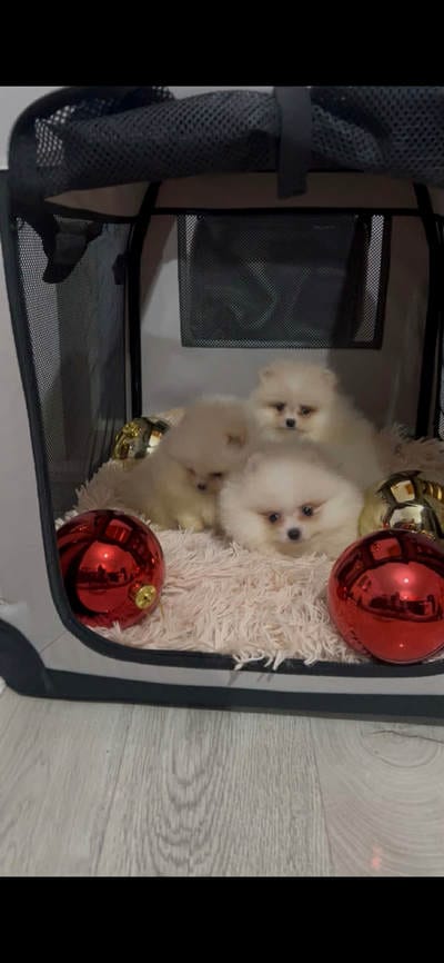 Померанский шпиц, щенки высшего качества