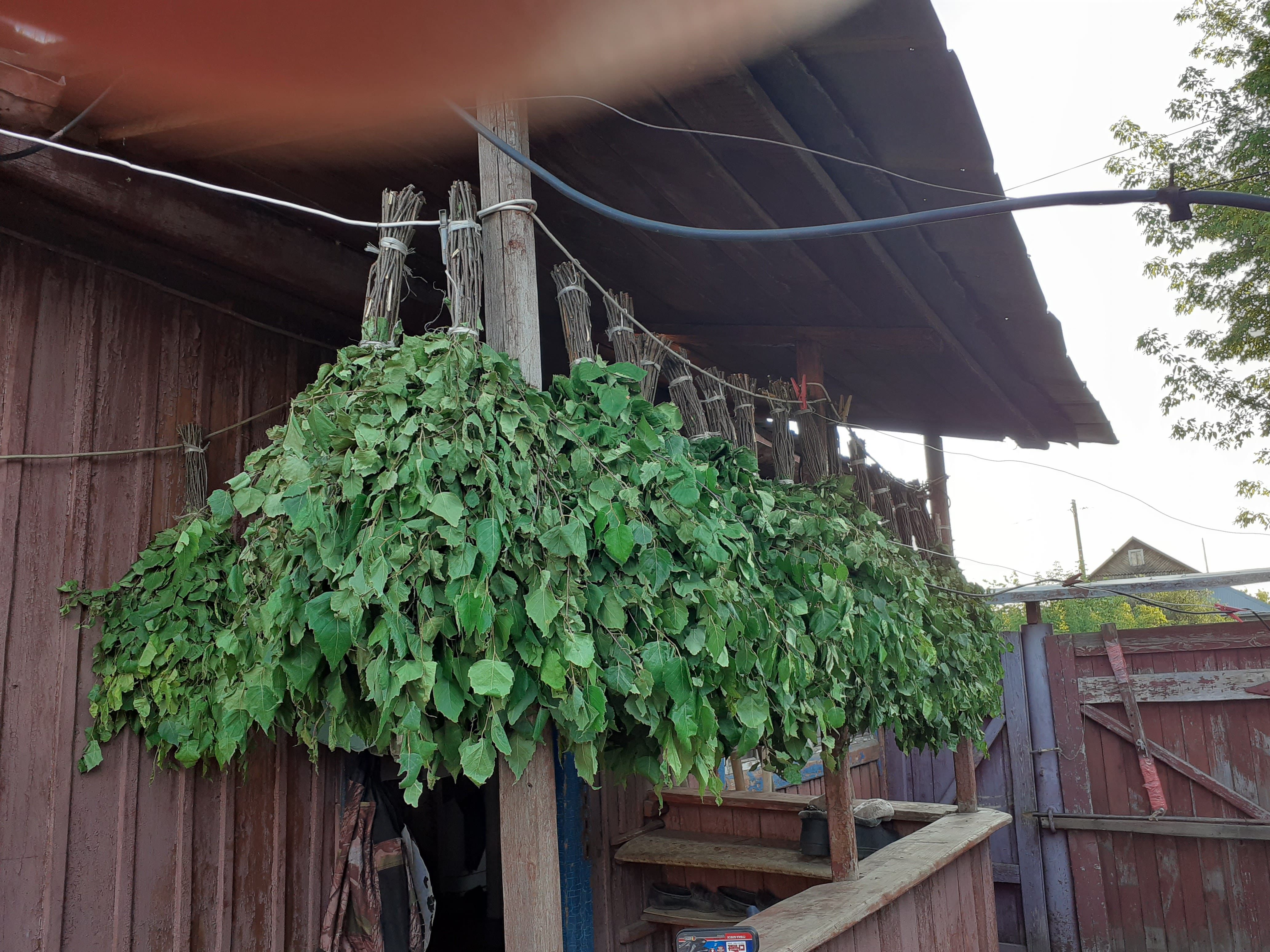 Веники для бани. — фото 2