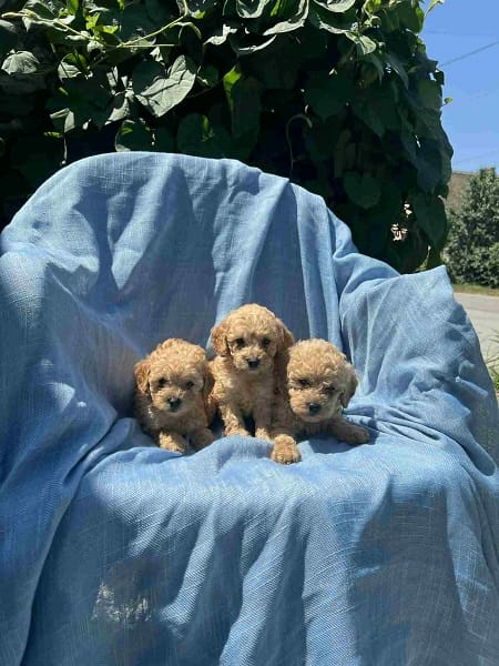 Той-пудели красного, абрикосового и чёрного окраса — фото 2