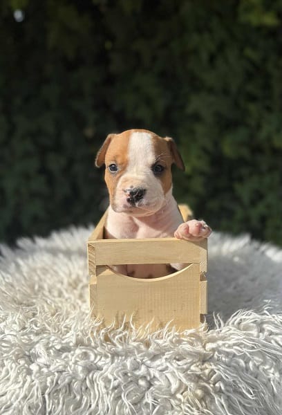 Щенки американского стаффордширского терьера превосходного происхождения — фото 6