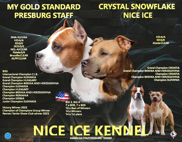 Американский стаффордширский терьер