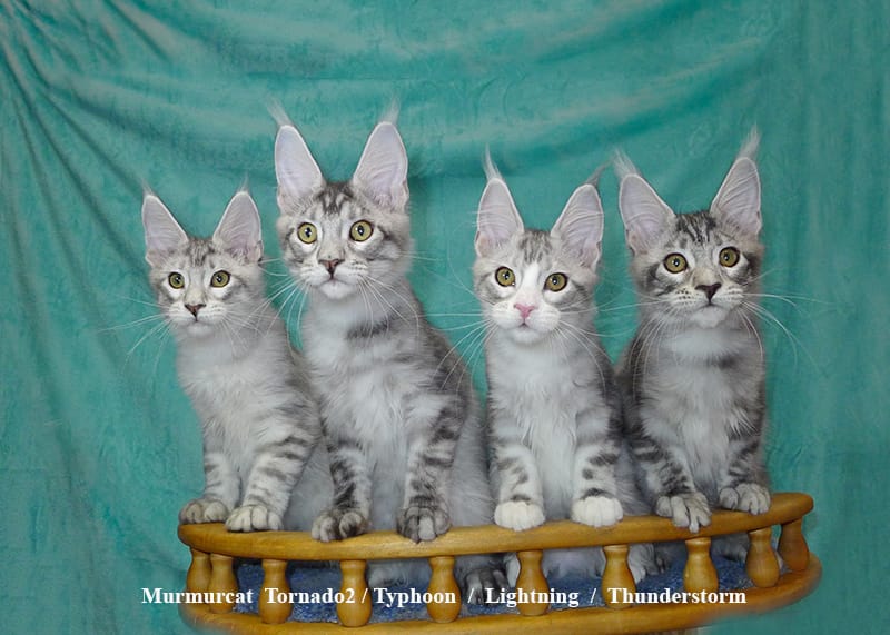 Мейн кун котята из питомника Murmurcat — фото 2