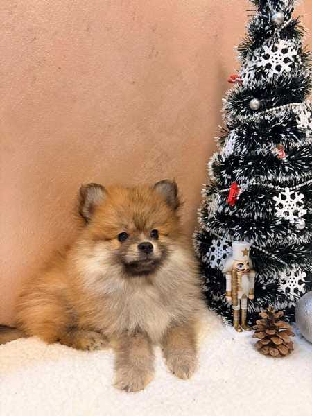 Щенки померанского шпица оранжево-белого окраса — фото 5