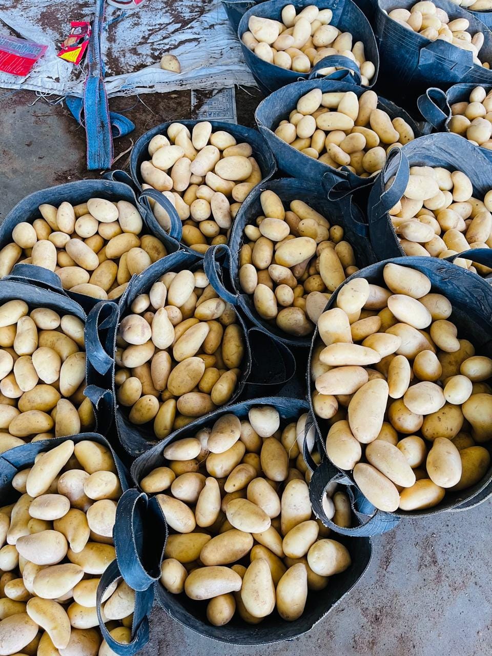 Картофель. Египет — фото 6