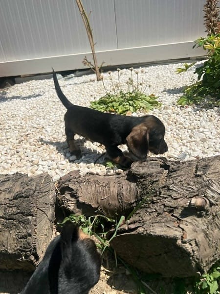 Жесткошерстная такса, щенки премиум-класса — фото 2