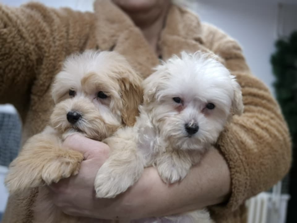 Щенки мальтипу — фото 2