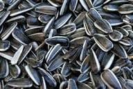 Продаю семена подсолнечника