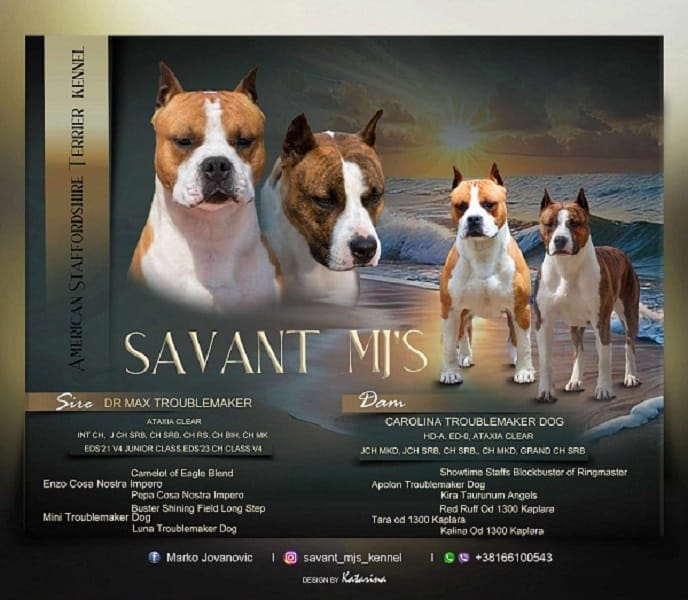 Американский стаффордширский терьер, щенки высшего качества — фото 7