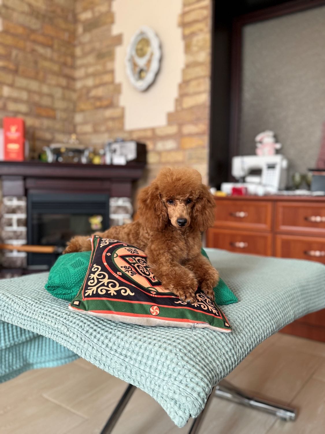 Продаётся кобель пудель. — фото 6