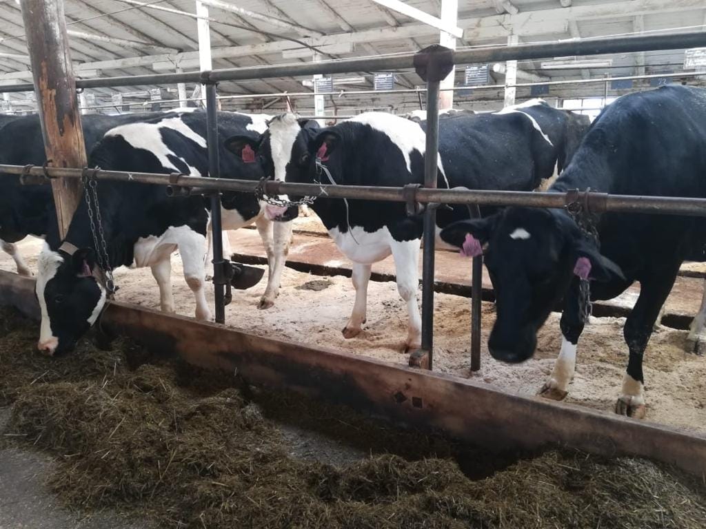 Нетелей голштинской породы — фото 4