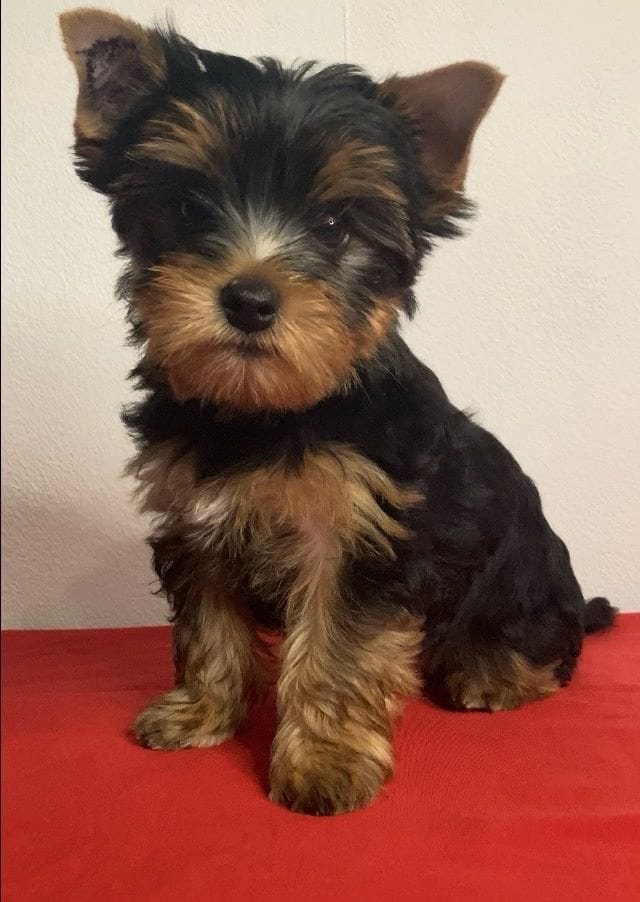 Йоркширский терьер мини, есть доставка — фото 5