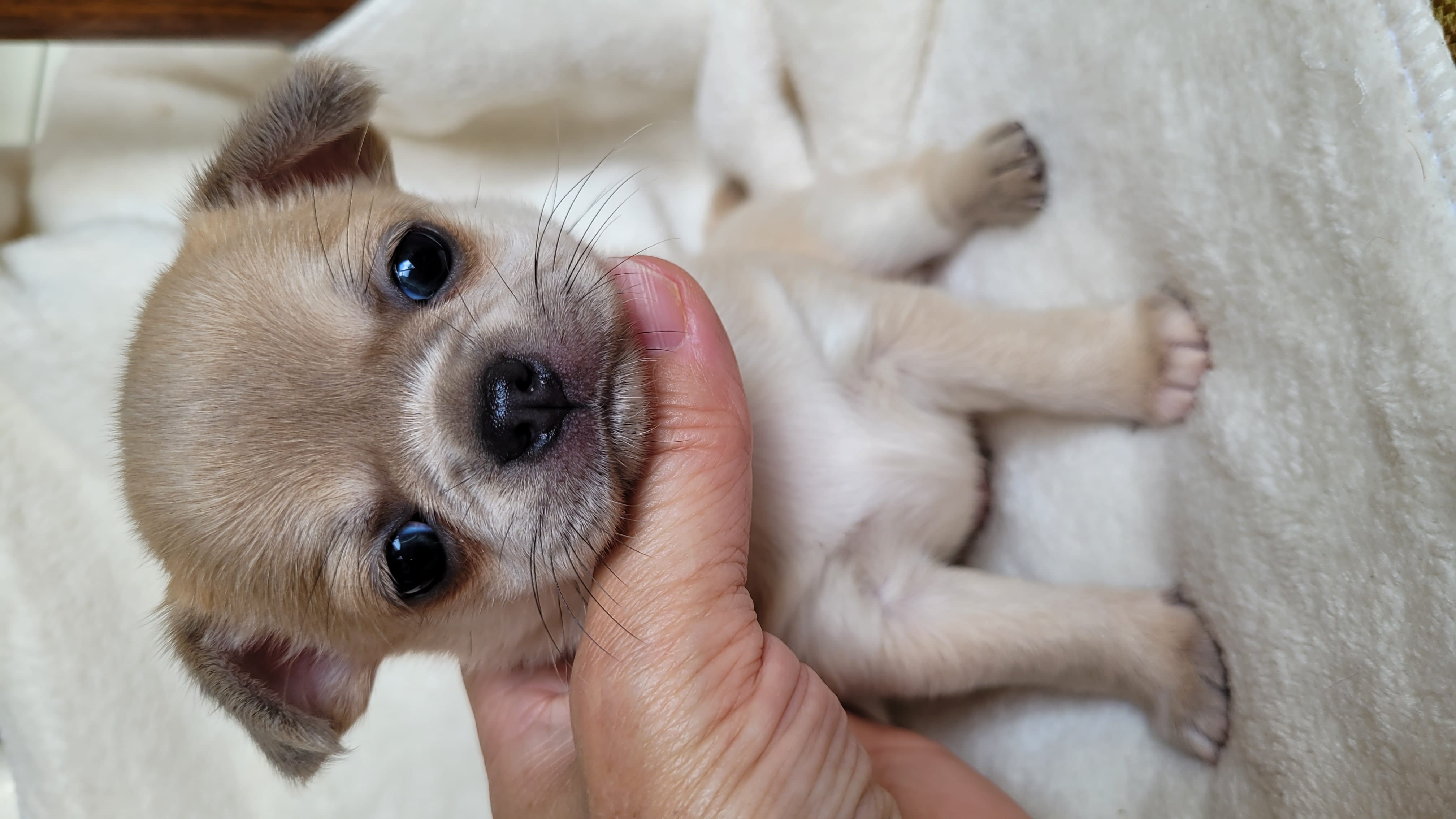 Чихуахуа щенки — фото 10