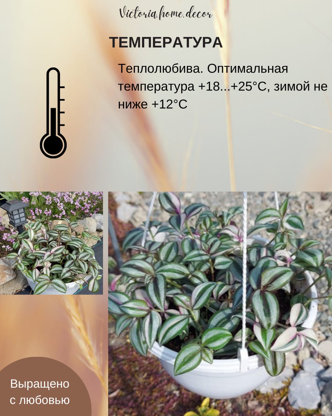 Традесканция Zebrina Qvadricolor/ Зебрина Квадриколор — фото 10