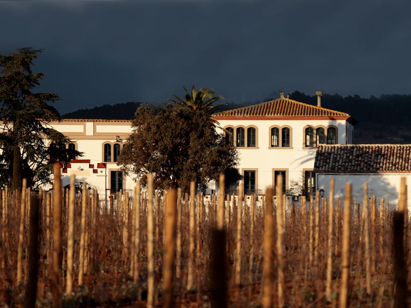 ВИНОДЕЛЬНЯ С ВИНГРАДНИКАМИ В ИСПАНИИ — фото 15