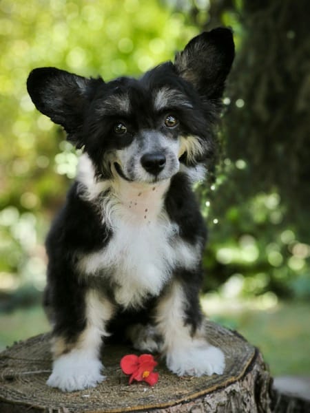 CHINESE CUTIES – щенки на продажу — фото 6