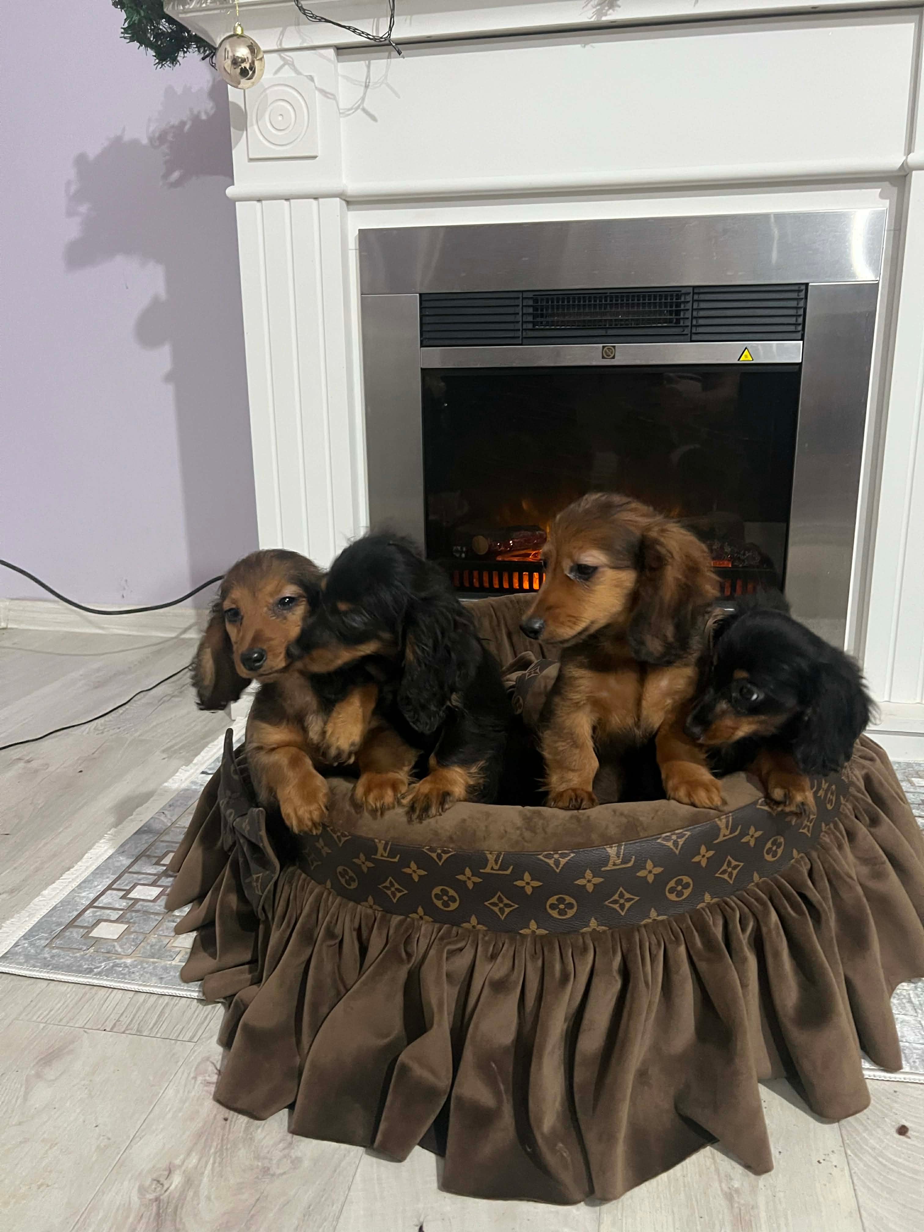 Щенки длинношерстной карликовой таксы — фото 8