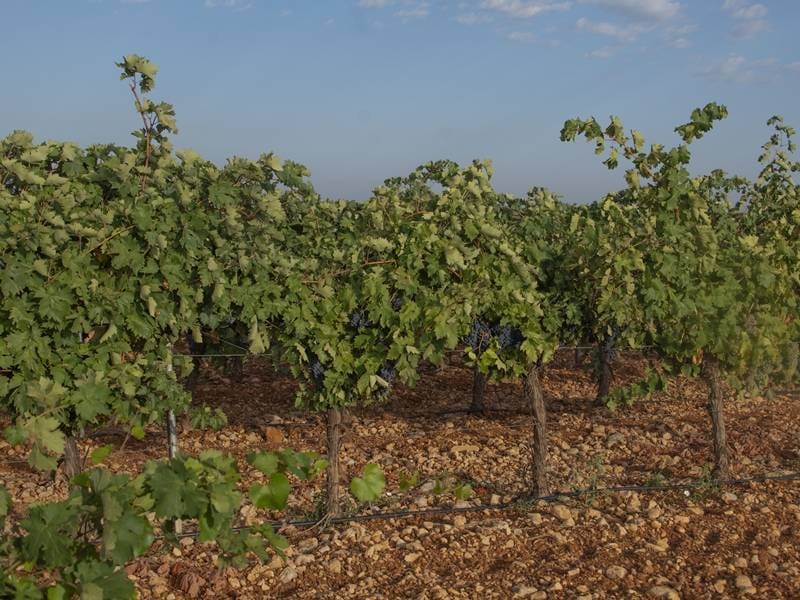 ВИНОДЕЛЬНЯ С ВИНГРАДНИКАМИ В ИСПАНИИ — фото 13