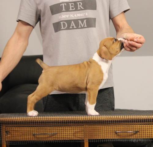 Американский стаффордширский терьер — фото 8