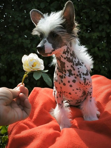 CHINESE CUTIES – щенки на продажу